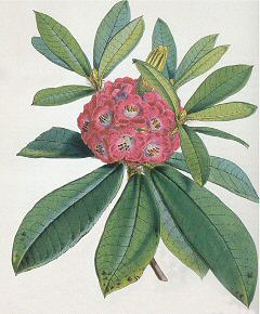 Botanic illustration - Rhododendron