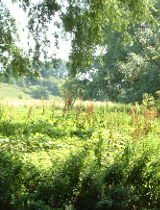 Countryside surrounding Halesworth