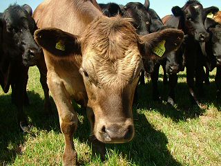 Local farm cattle